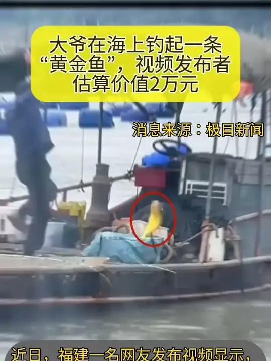 大爷在海上钓起一条“黄金鱼”,视频发布者估算价值2万元 01