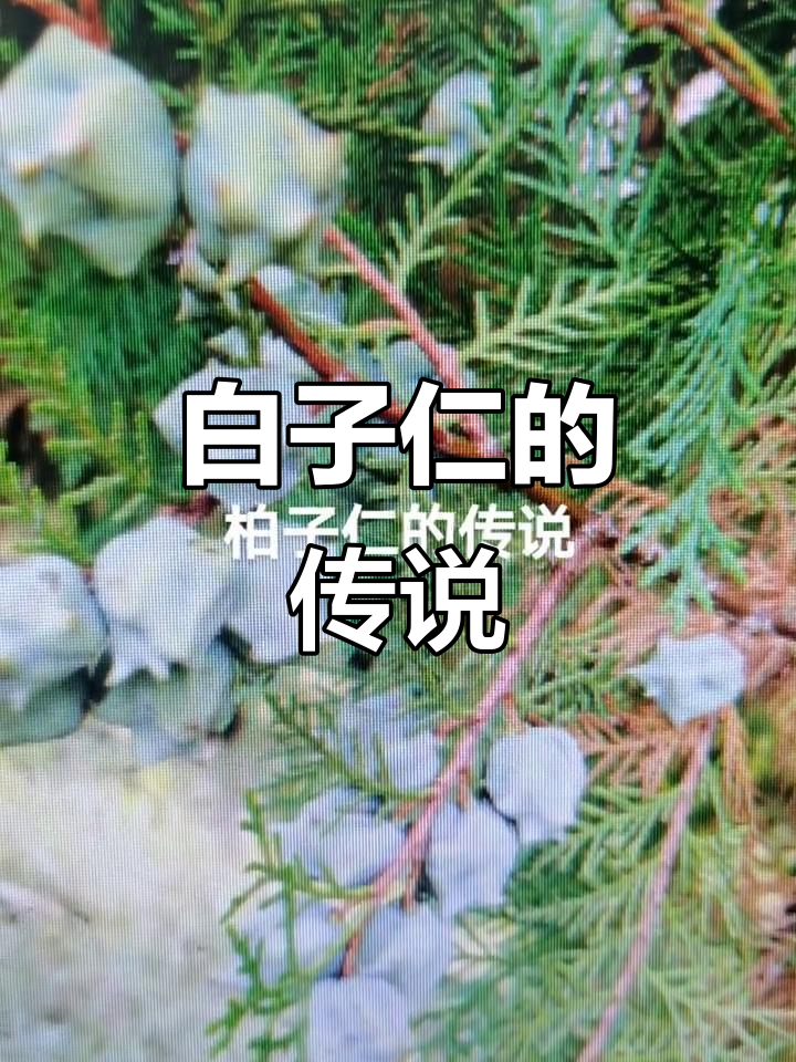 钟南山神秘长发女子的传奇故事,竟与白子仁贝子仁有关