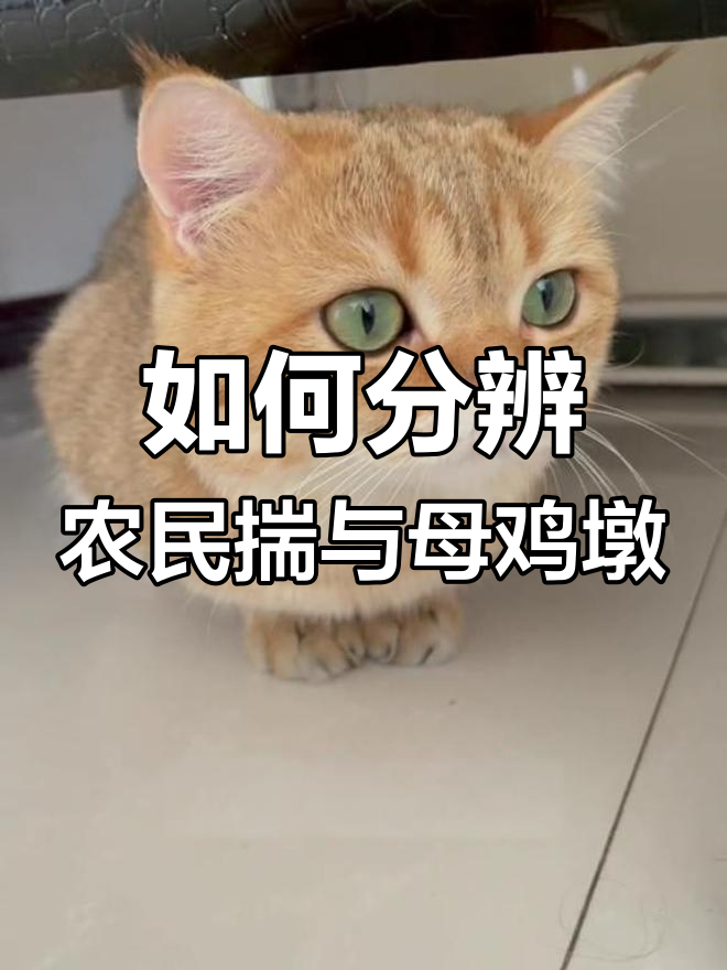 猫咪的两种舒适姿势,你分得清吗?