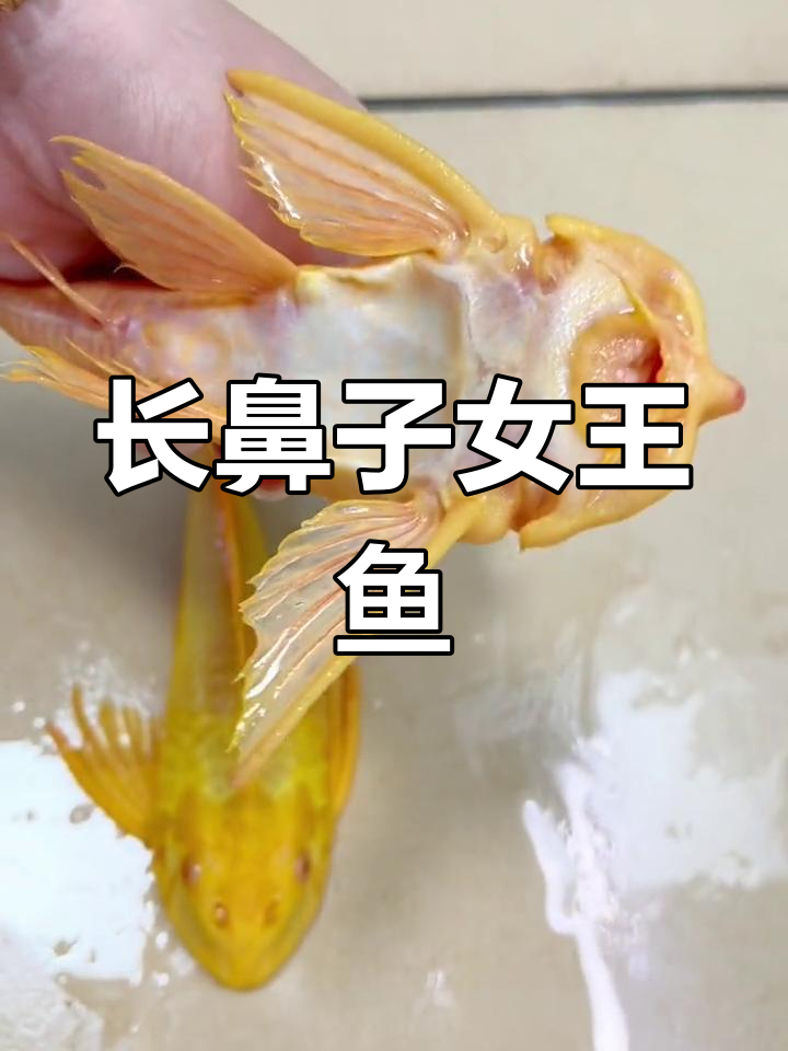 极品阿凡达女王鱼,万里挑一