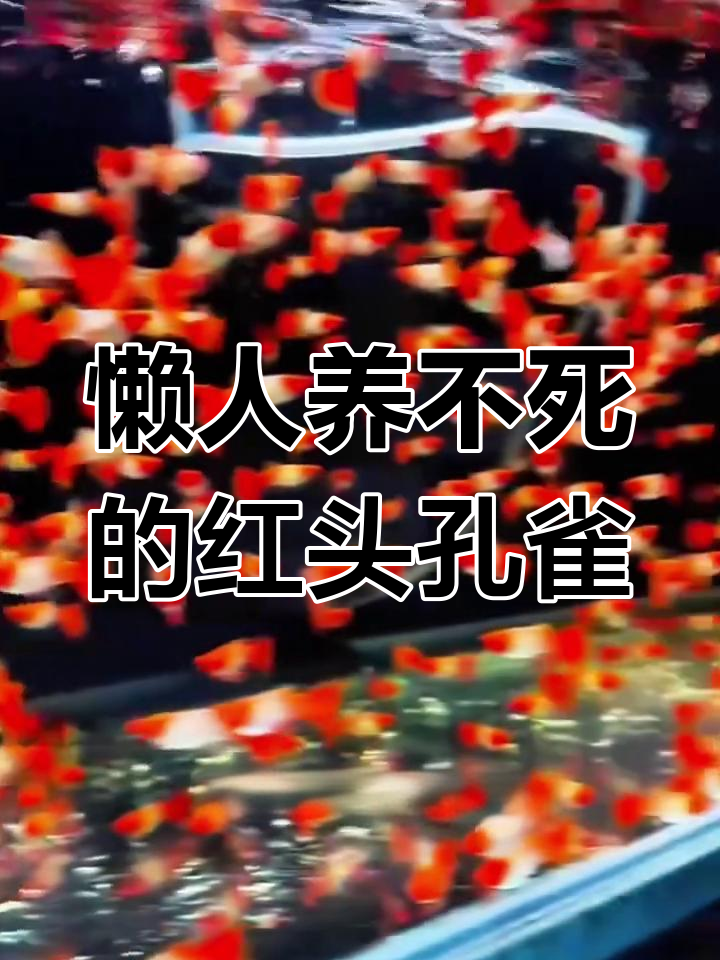红头孔雀鱼:新手也能轻松养的美丽观赏鱼
