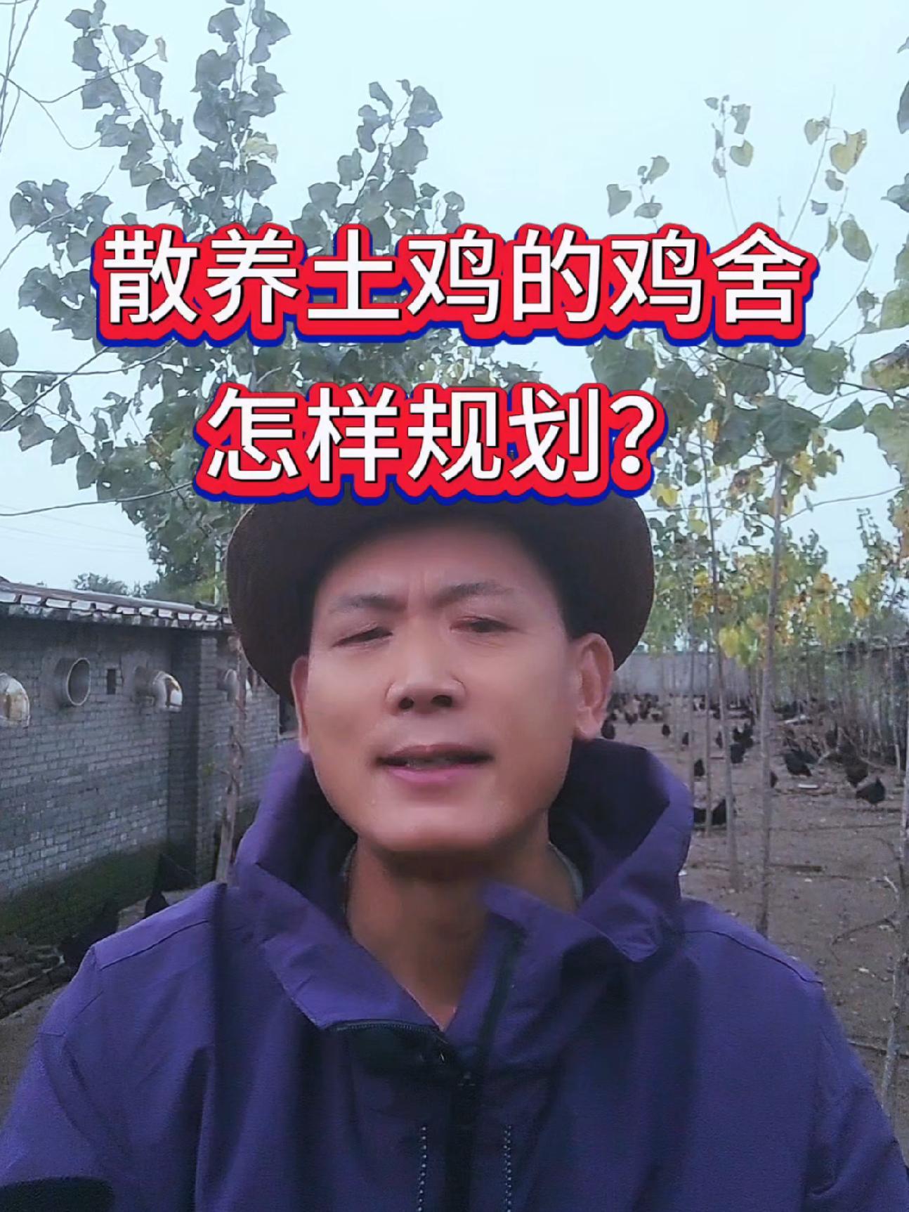 散养土鸡的鸡舍布局,是养好鸡的重要环节之一,鸡舍有哪些要求?养鸡知识 科学养鸡 养鸡技术 