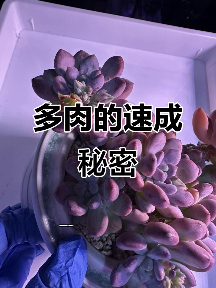 打了矮壮素的多肉,真的能骗新手?