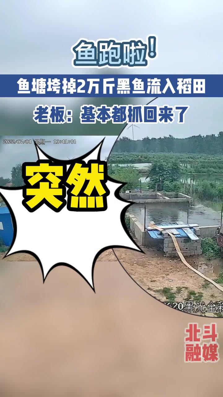7月4日,江苏徐州夏先生家的鱼塘突然坍塌,2万斤黑鱼跑啦!真实事件 抓鱼了