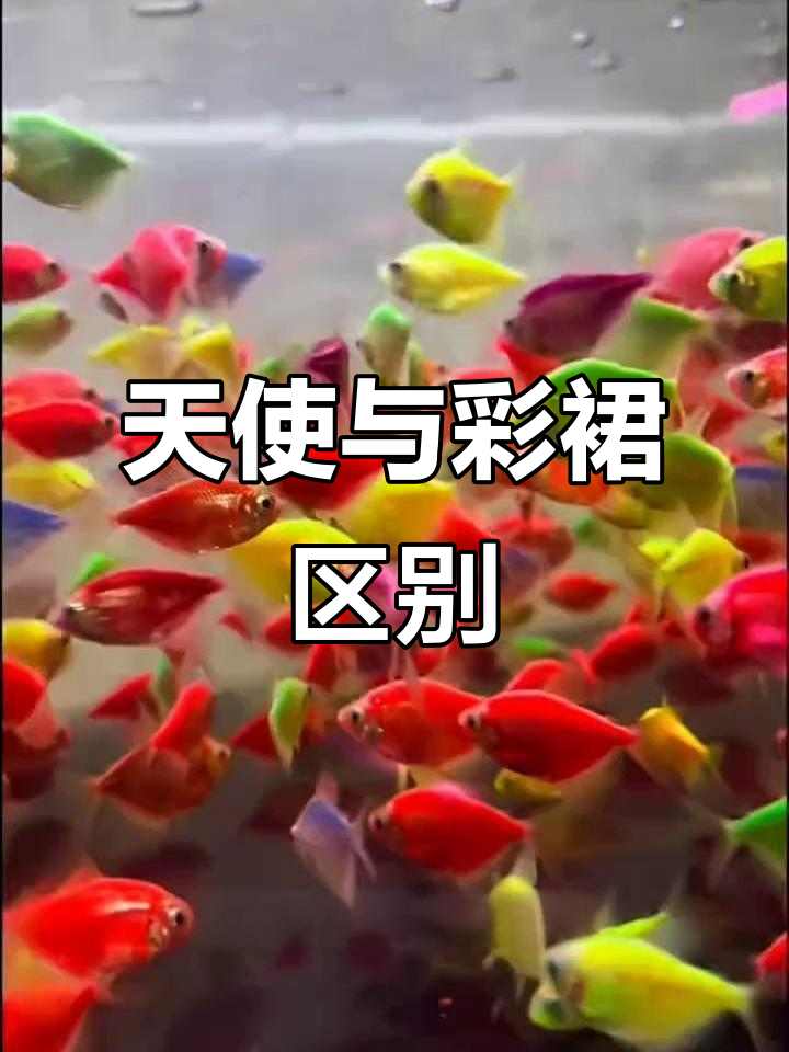 彩裙鱼和天使鱼的真相,新手必看!