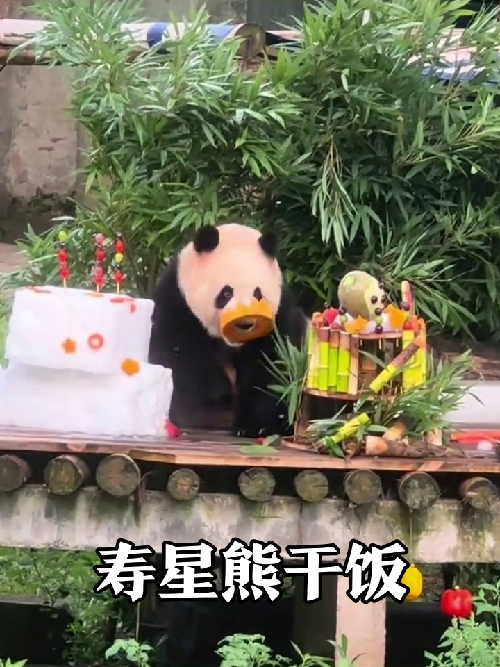 熊猫寿星无视两层蛋糕,狂炫橙色零食舔爪萌翻