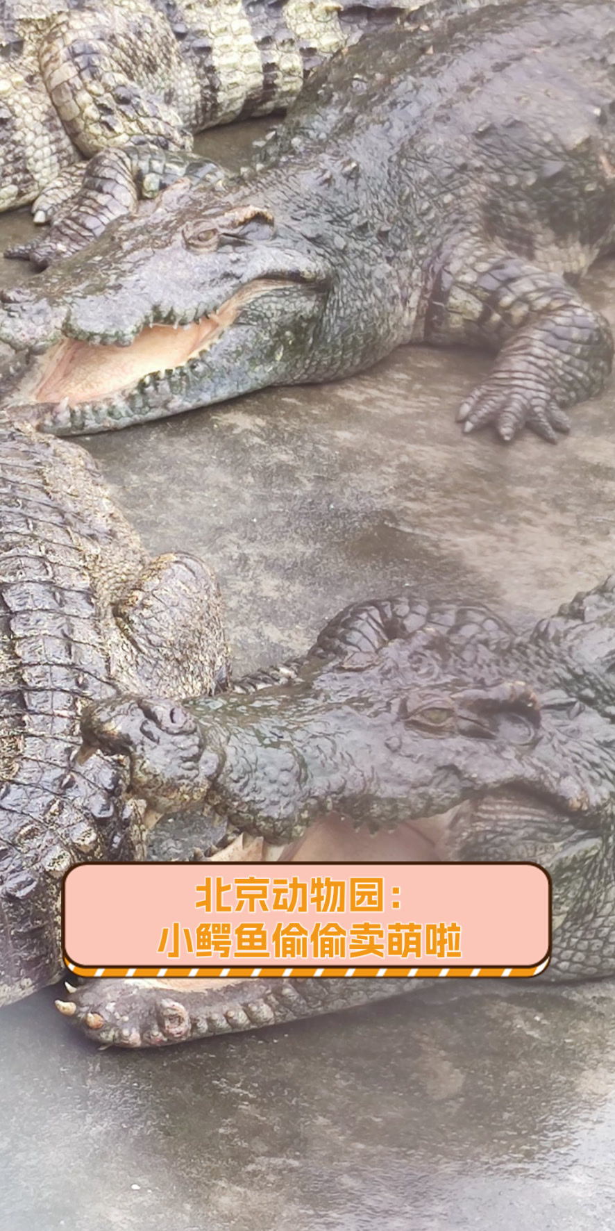 北京动物园:小鳄鱼偷偷卖萌啦