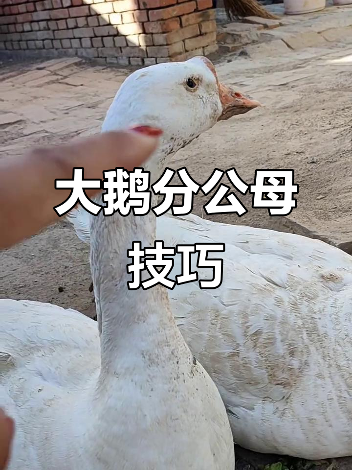 雪姐教你分辨大鹅公母,一看就懂!