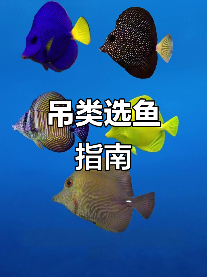 海缸选鱼大揭秘:哪些吊类爱打架,新手必看!