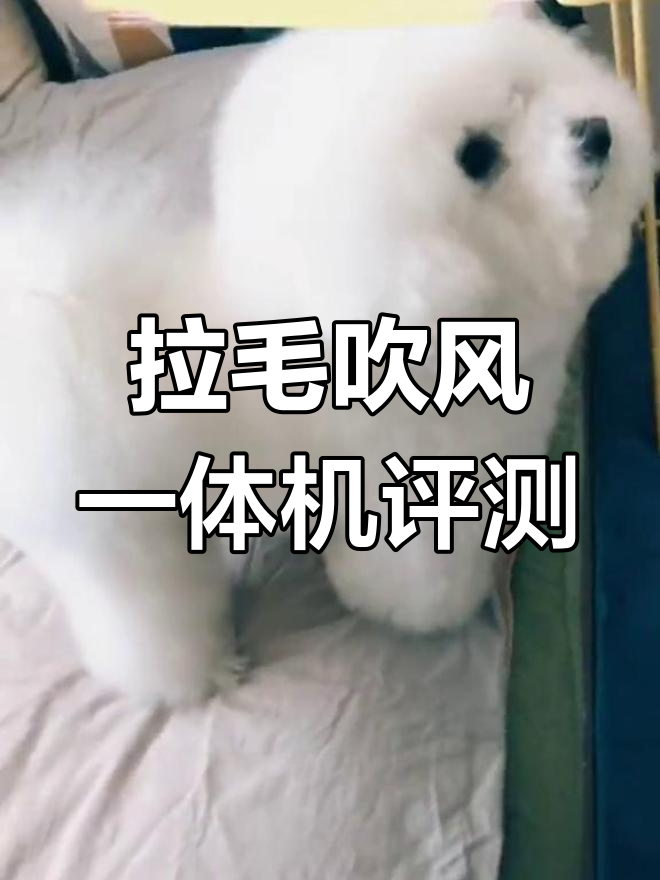 辣条洗澡体验:吹风机拉毛效果测试