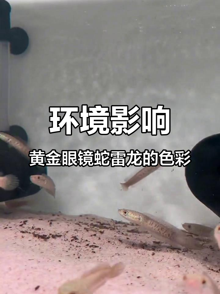 黄金眼镜蛇雷龙颜色变化揭秘:环境决定体色深浅