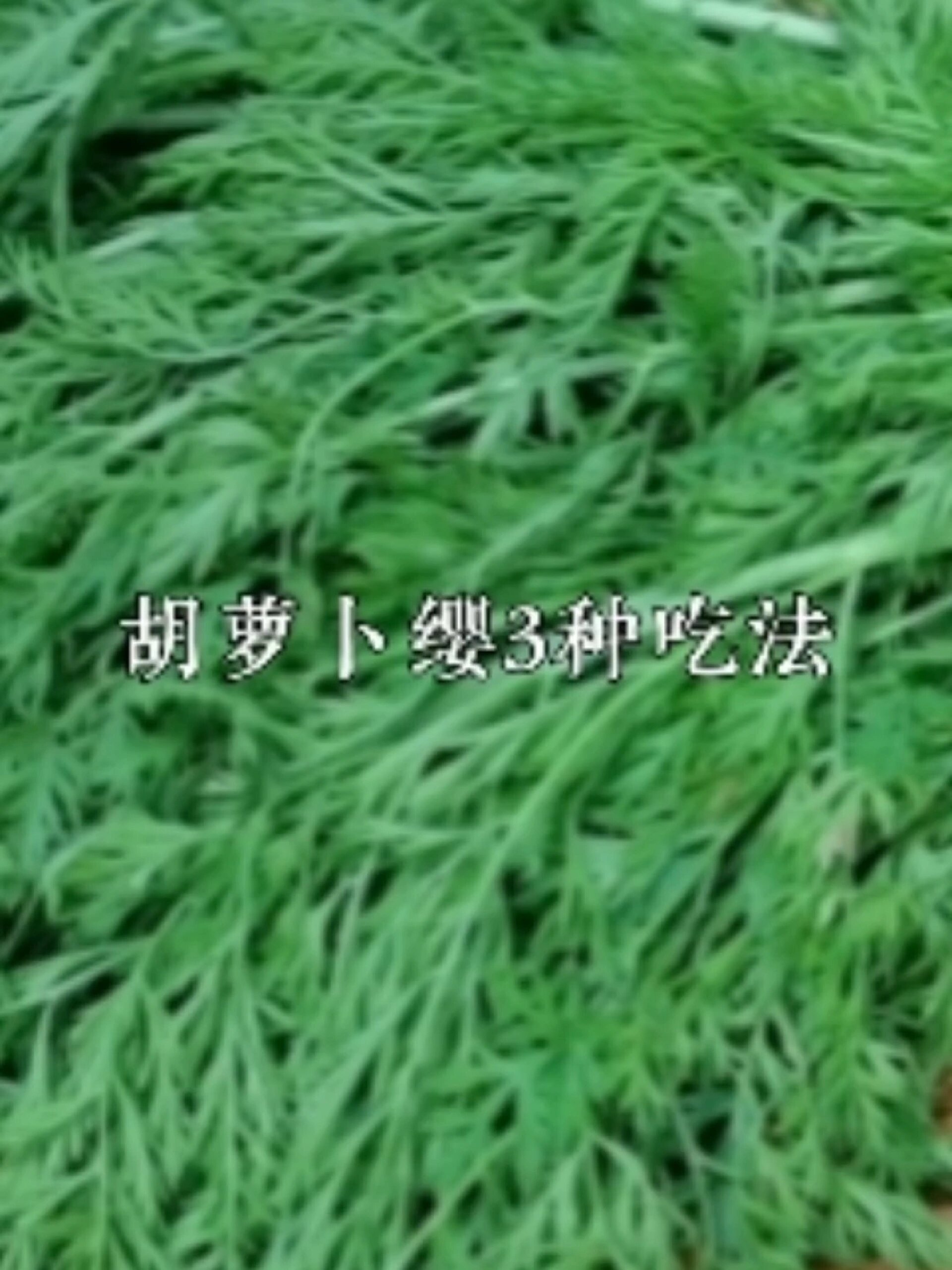 胡萝卜缨子的3种神仙吃法,不炒不凉拌