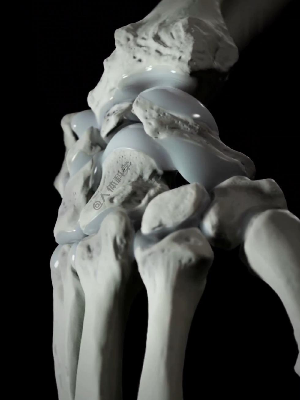 运动解剖腕关节 @新体态 @人体奥秘 人体科学 人体解剖学 运动人体科学 关节 医学科普