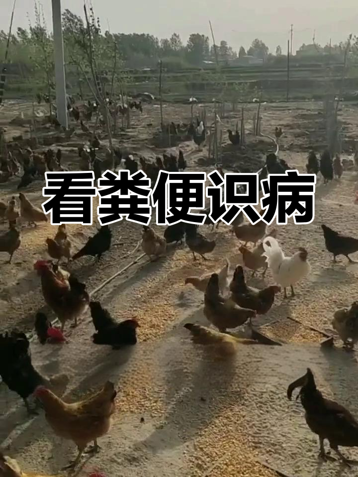 鸡群粪便异常识别指南