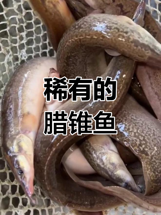 腊锥:一种对水质要求极高的稀有野生鱼,捕捉难度极高