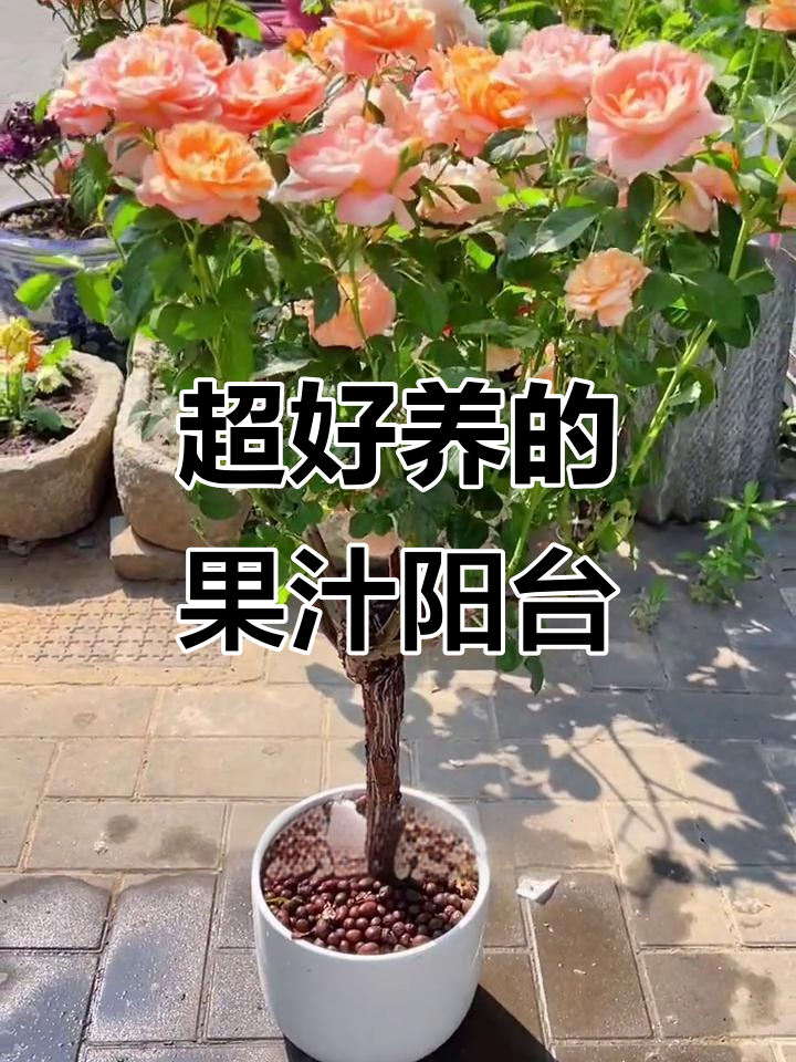 香气四溢的果汁阳台月季,养护简单花期长
