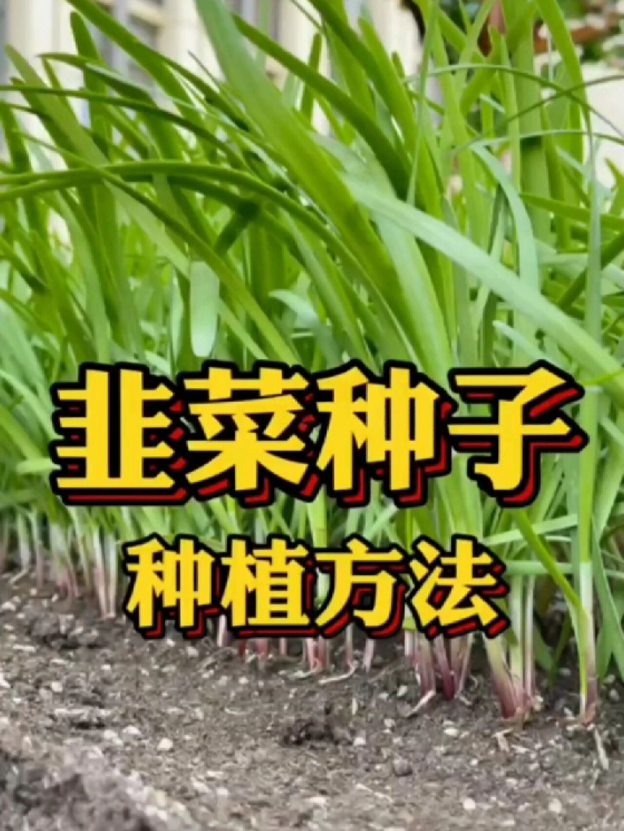 韭菜种子种植方法!
