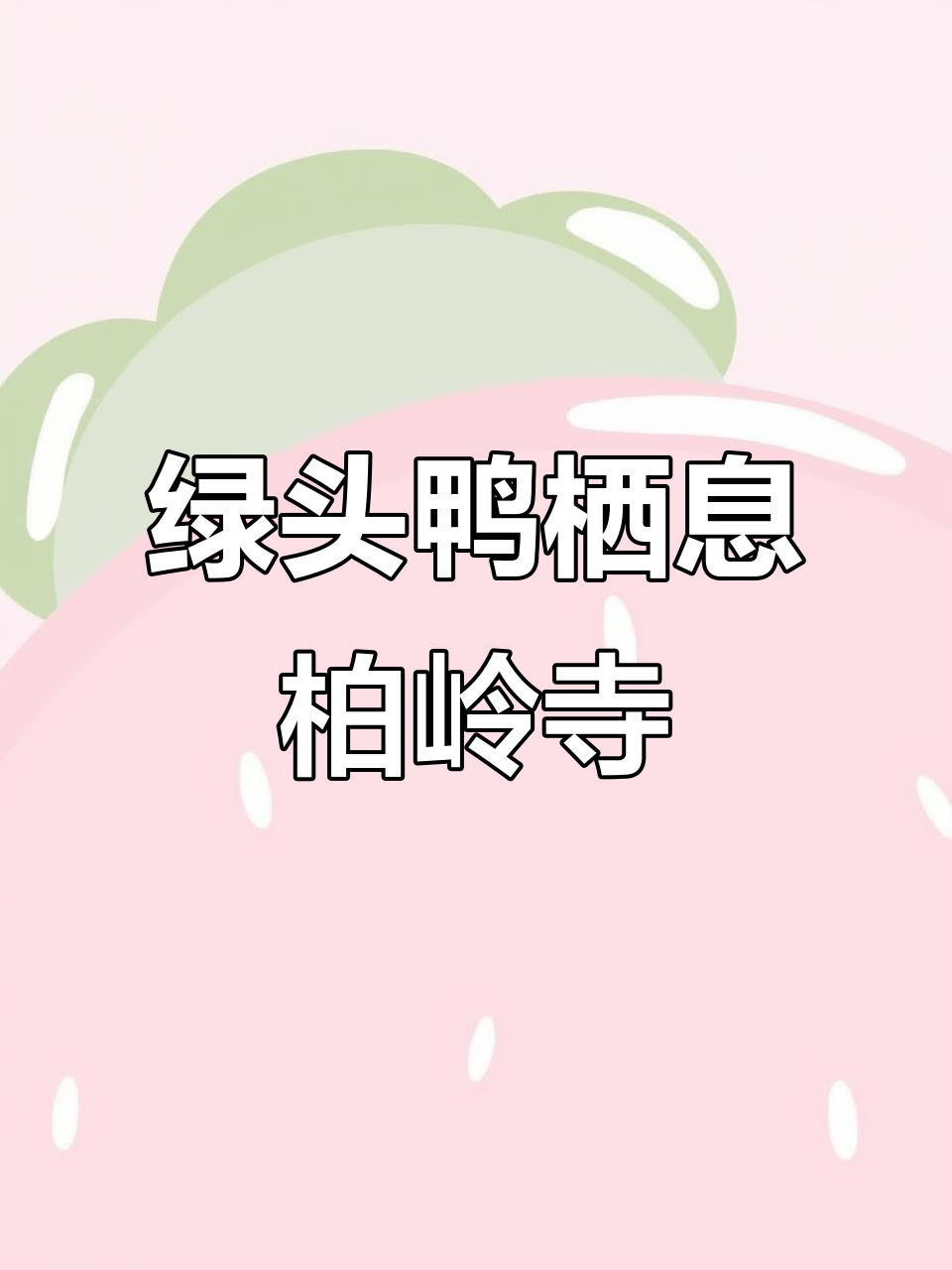 咸阳旬邑柏岭寺水库迎来绿头鸭过冬,冬季美景尽显
