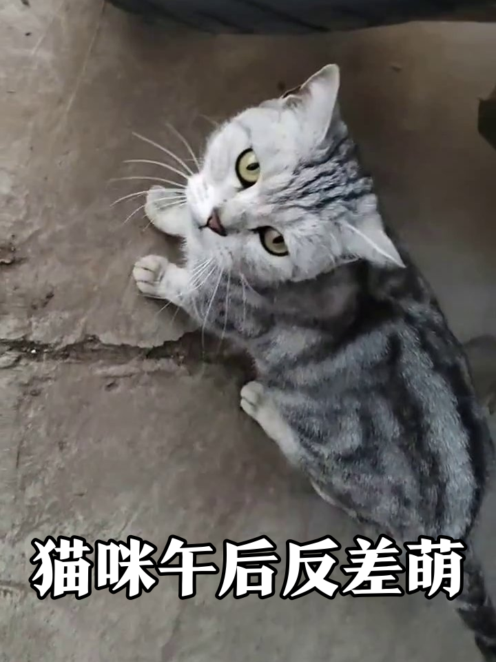 两只猫咪的午后时光:一只摆烂一只忙,呆萌模样太治愈