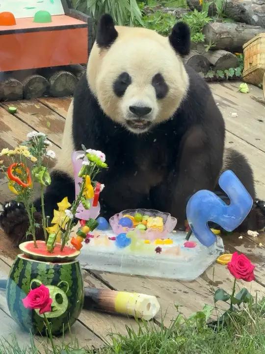 祝金虎15岁生日快乐!奶爸奶妈给金虎制作了ipad、游戏机、生日蛋糕等礼物