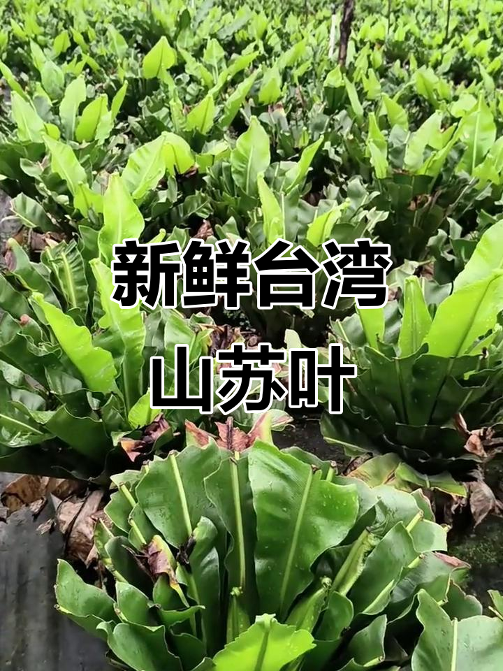 新鲜台湾山苏叶,美味又健康的山苏菜