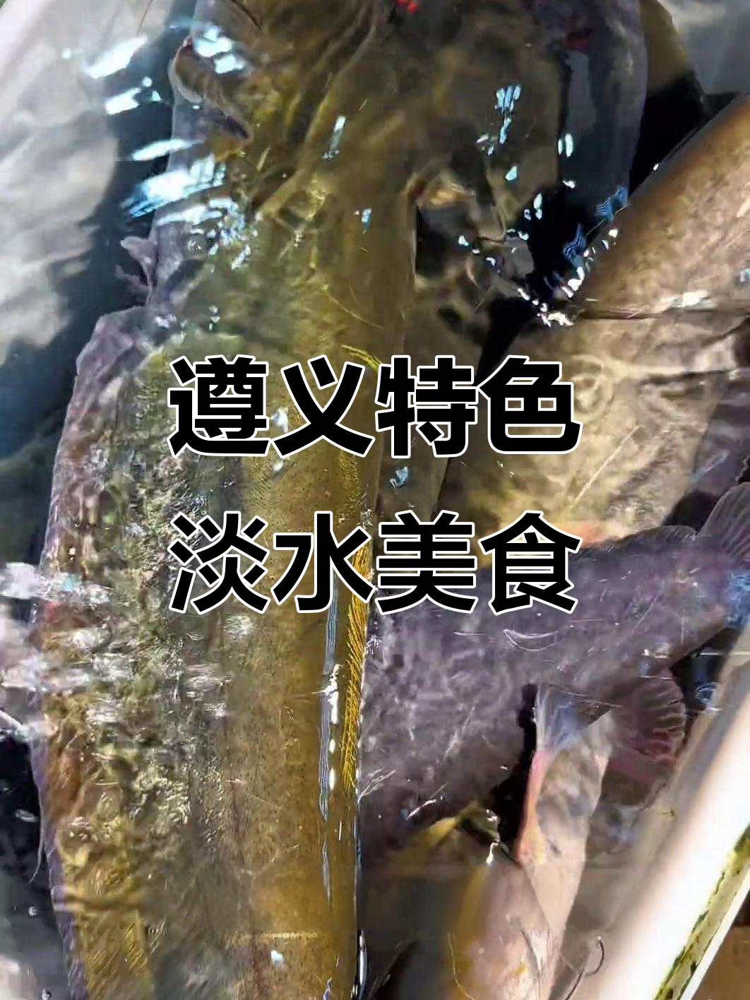 贵州顶级淡水鱼大揭秘,各种美味等你来尝