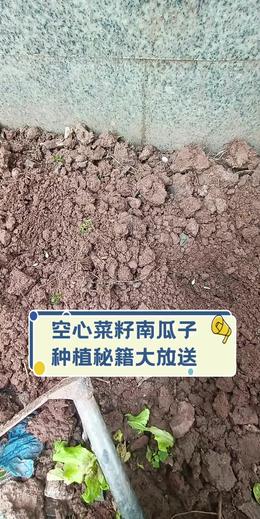 空心菜籽南瓜子,种植秘籍大放送