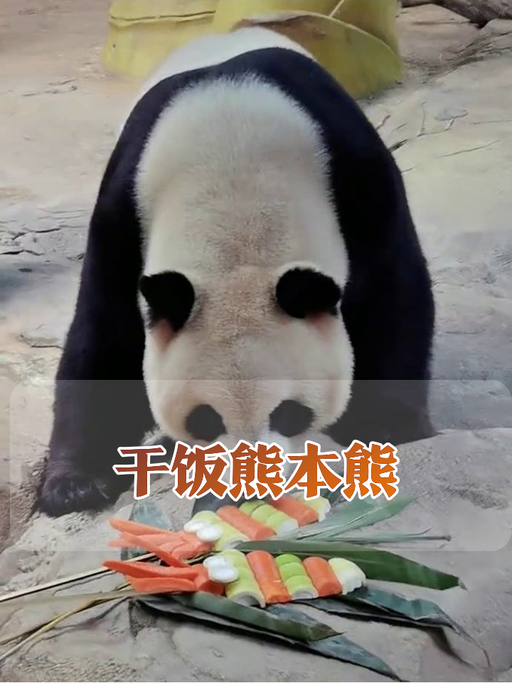 熊猫看到彩色串瞬间失控,抱着啃到停不下来