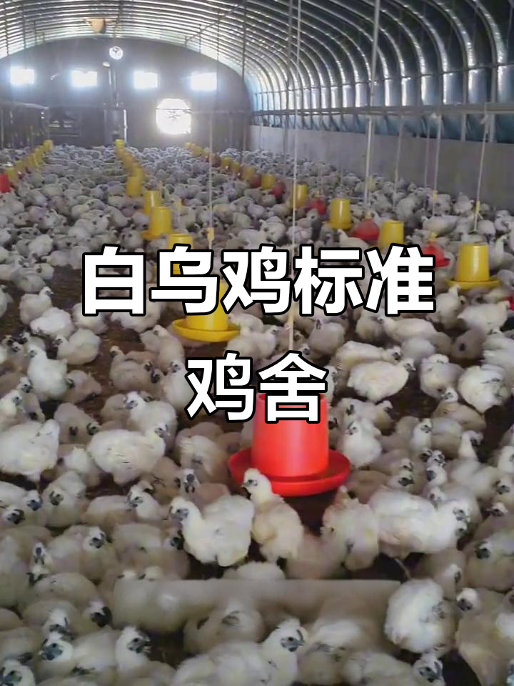 标准化鸡舍设计揭秘,如何提高白乌鸡养殖效率