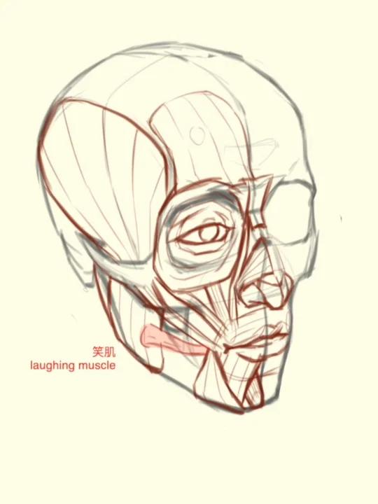 面部肌肉解析:从颧大肌到降口角肌!