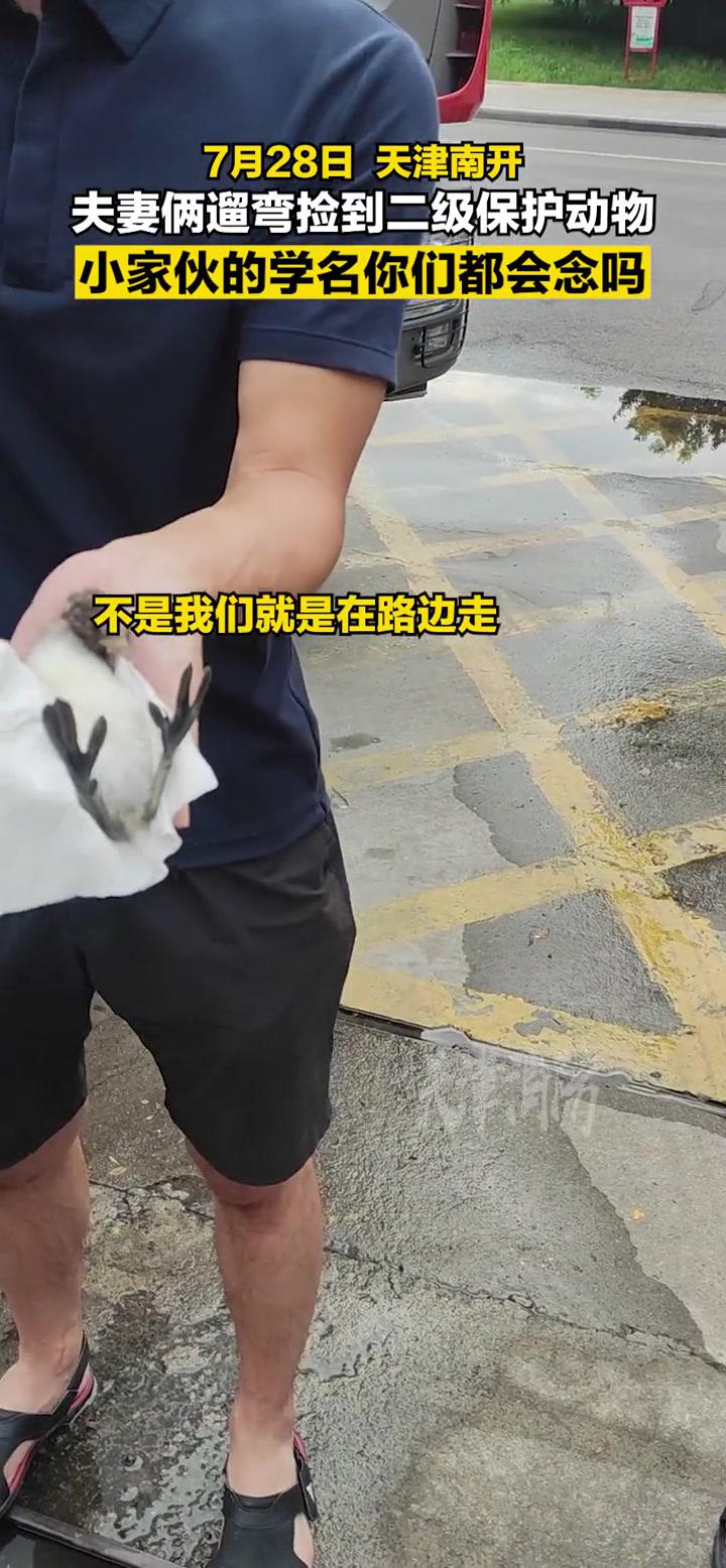 夫妻遛弯捡到国家二级保护动物野生动物鸊鹈,俗称王八鸭子。因不知如何处置无奈求助消防站。天津