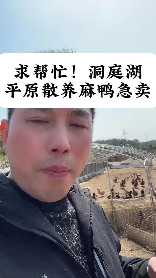 洞庭湖平原大水潭散养的麻鸭急需销售,请大家帮忙 如果大家喜欢吃农村散养的鸭子,喜欢吃五谷杂