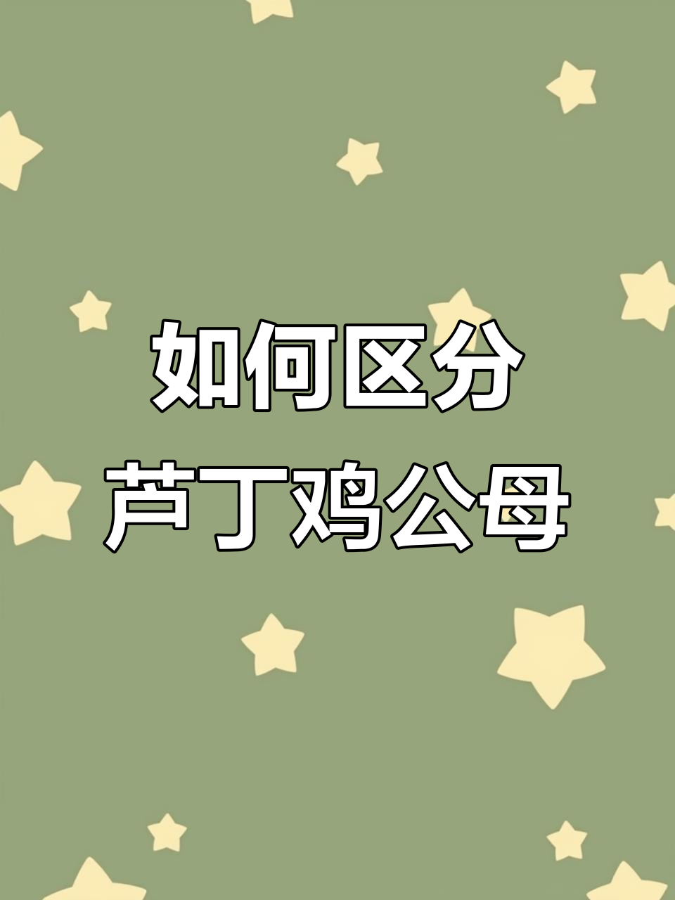 芦丁鸡公母分辨技巧,掌握这些特征轻松辨别