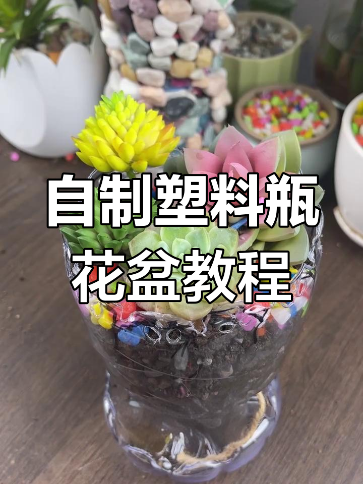 废矿泉水瓶变花盆,简单几步搞定多肉种植