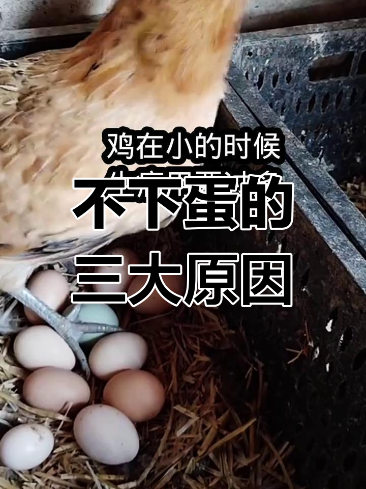 母鸡不下蛋的原因解析