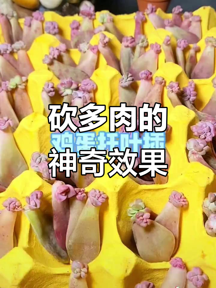 多肉砍几刀,竟然能长根发芽!