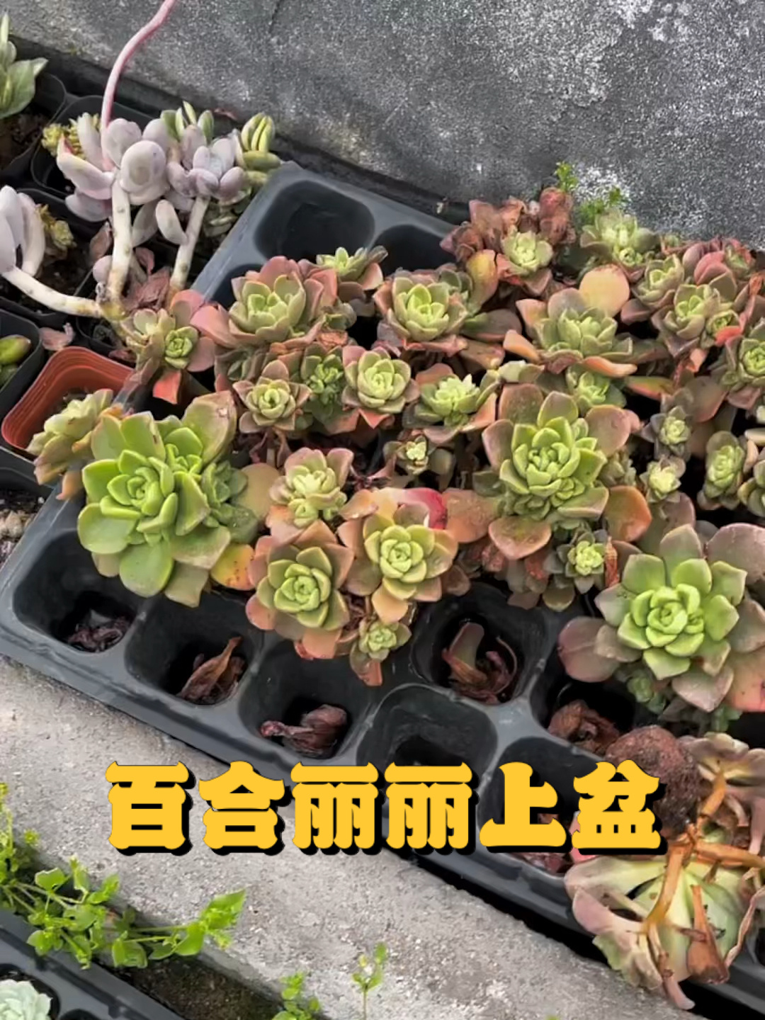 夏季百合莉莉养护