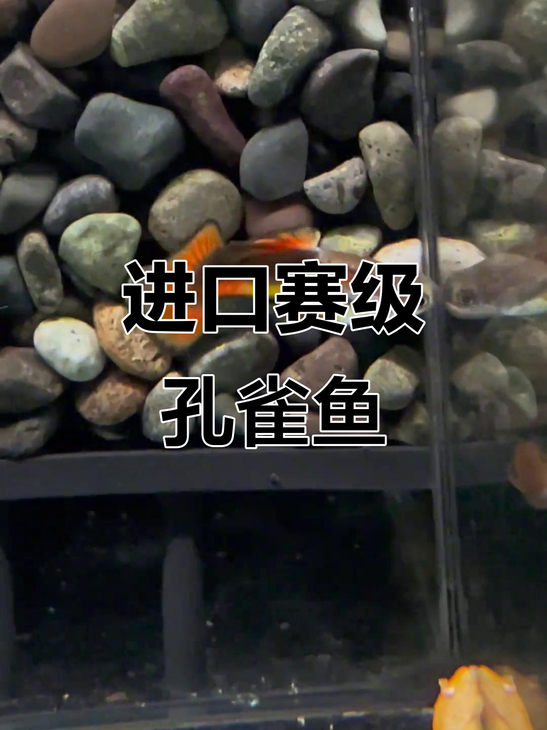 赛级孔雀鱼马鞍小圆尾,黑色边缘与金色斑块完美搭配
