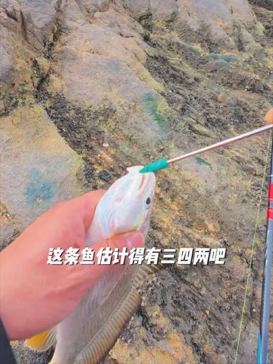 这是不是小黄鱼