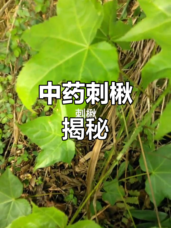 民间中药刺楸，鹅脚板儿的故事