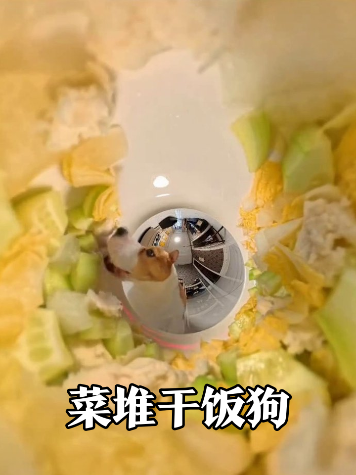 小狗钻进蔬菜堆狂炫，黄瓜白菜通通入嘴，尾巴摇成电风扇