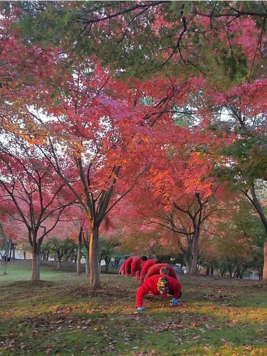 香山枫叶真漂亮 红叶 鳄鱼爬 一道美丽的风景线