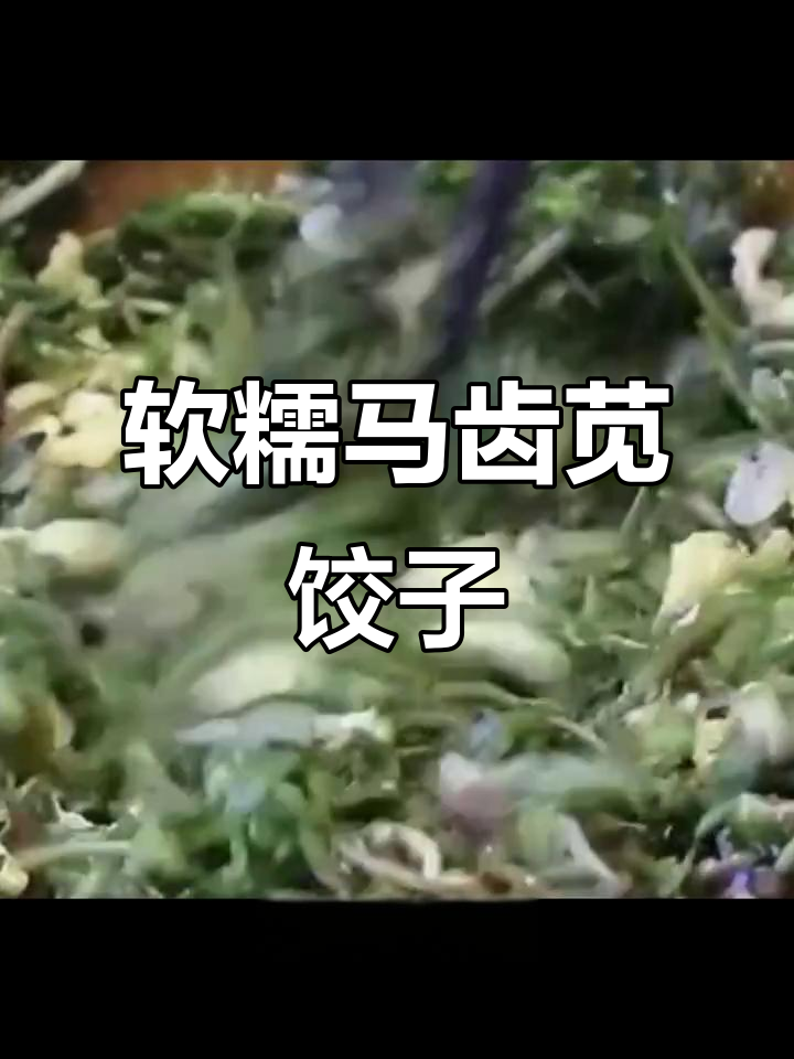 马齿苋饺子皮薄馅多,凉了也不硬,做法超简单
