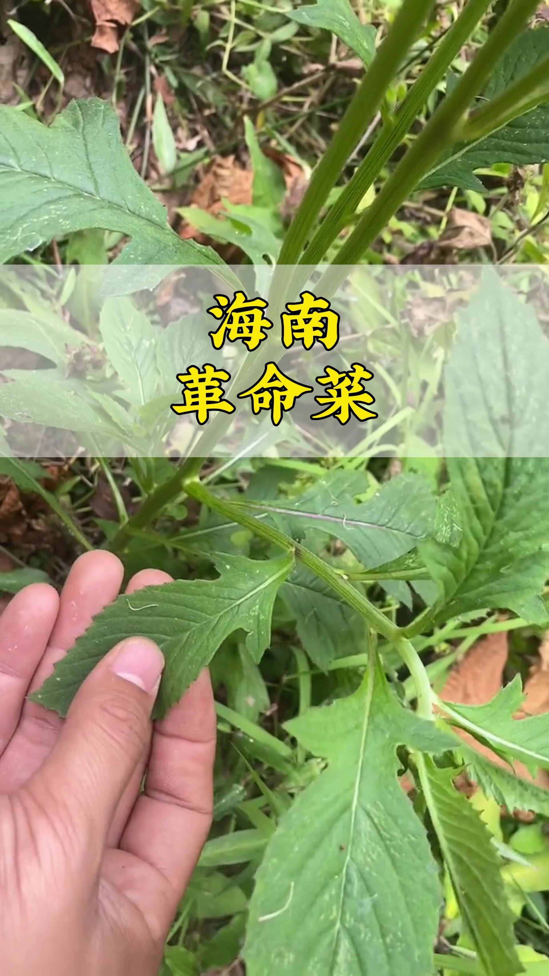 海南革命菜