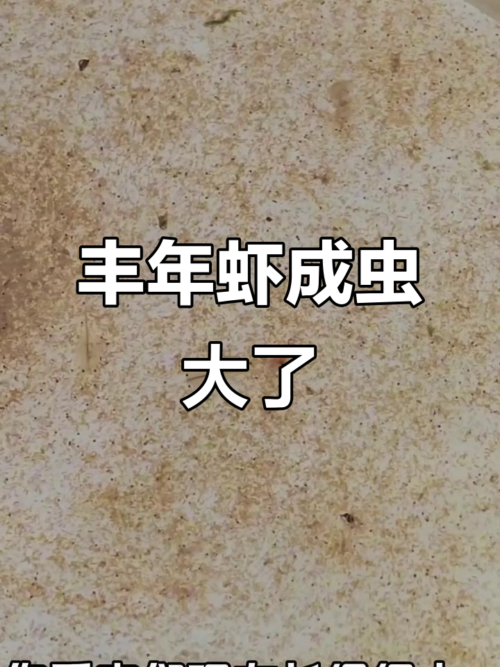 丰年虾成虫惊现,竟然长这么大!