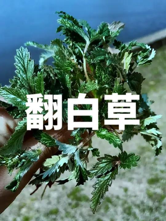 如果,你恰巧碰到那个愿意迁就你的人,请记得别磨光了他的感情。有几人能认识并懂得它的好 鸡爪