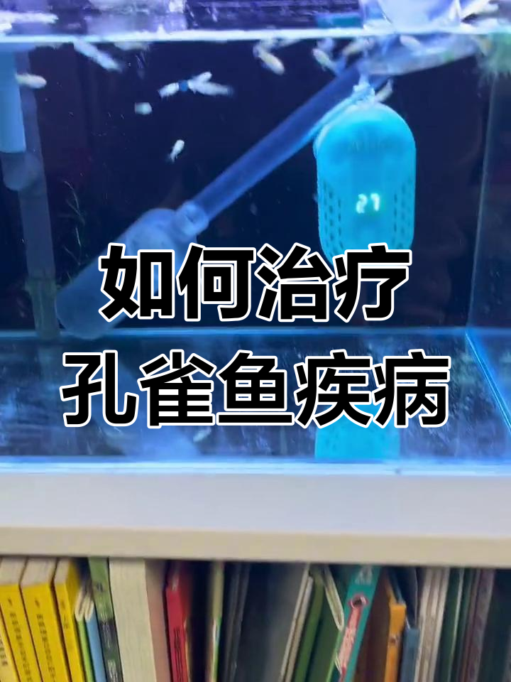 孔雀鱼水霉病、白点病等多种症状,如何应对?