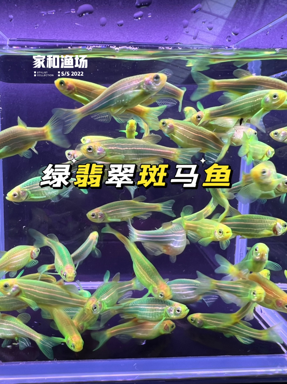 观赏鱼:绿翡翠斑马鱼