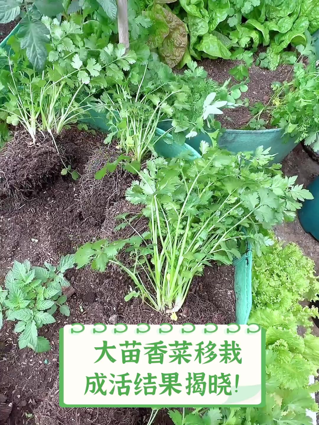 大苗香菜移栽,成活结果揭晓!