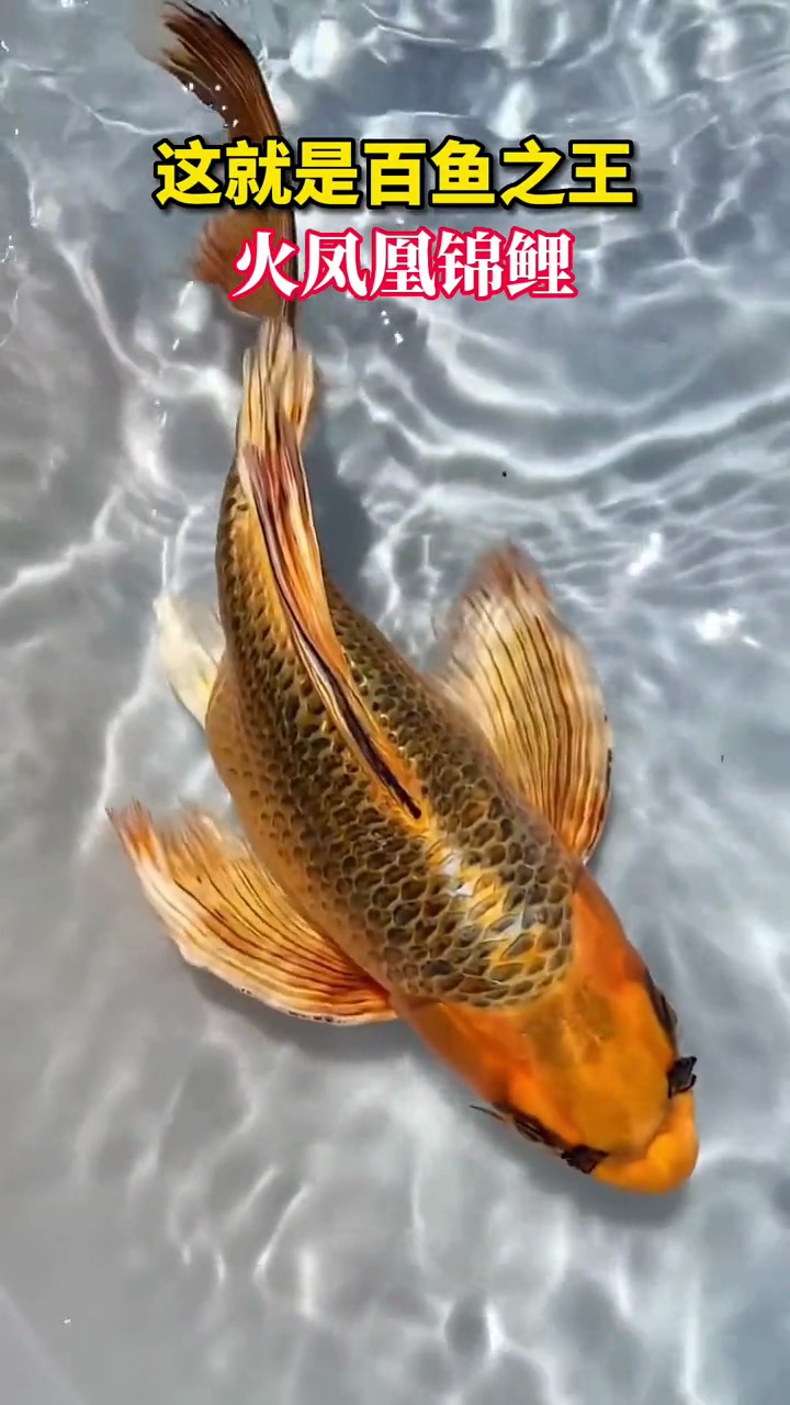 好运锦鲤 见者好运 记录精彩瞬间 视觉震撼 难得一见 难得一见的火凤凰锦鲤!